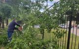 80 деревьев и веток сломал сильный ветер в Воронеже