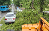 В Воронеже из-за урагана упало более 30 деревьев