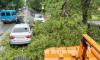 В Воронеже из-за урагана упало более 30 деревьев